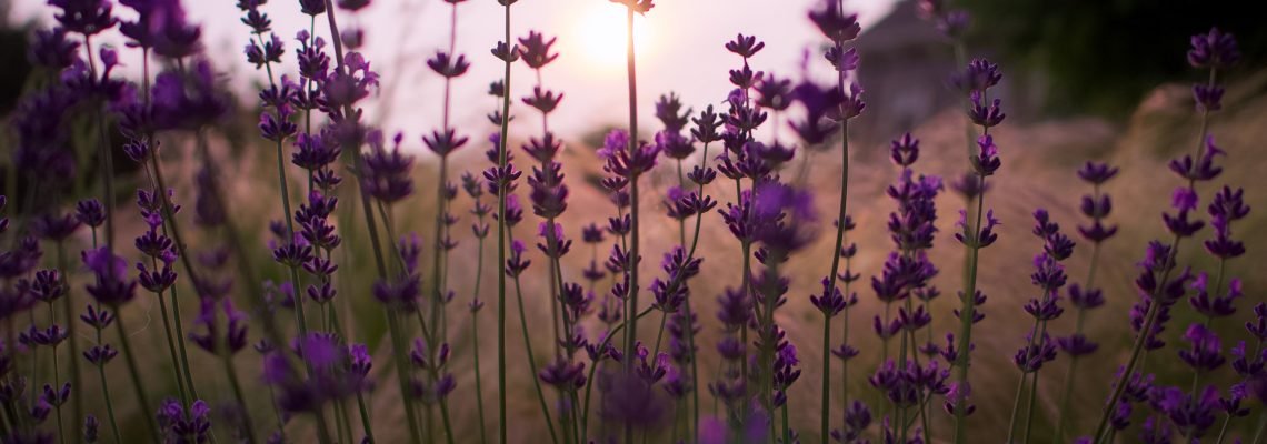 A Complete Guide to Reiki | Dragonfly Reiki Marketplace