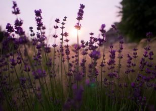 A Complete Guide to Reiki | Dragonfly Reiki Marketplace