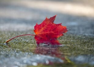 Autumn, Grief, and the Celebration of Life | Reiki Reflections on Love, Loss, and Healing